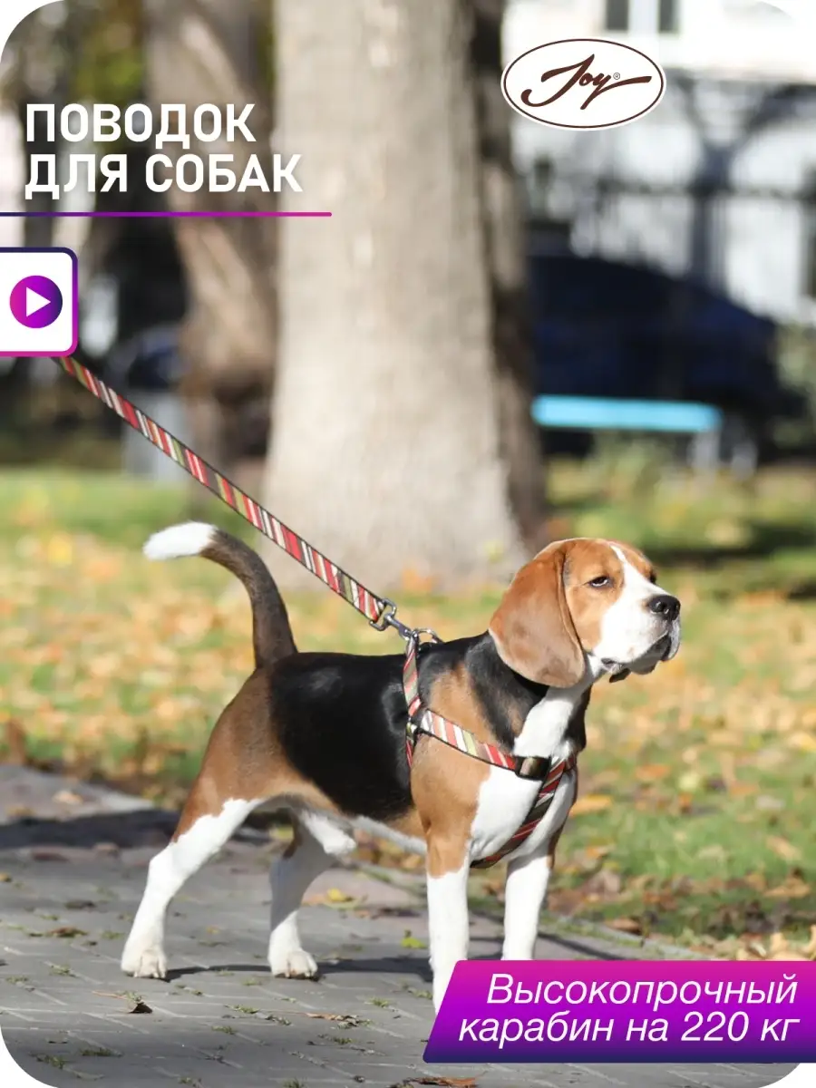 Ваша собака. Практическое руководство по выбору и уходу за собакой