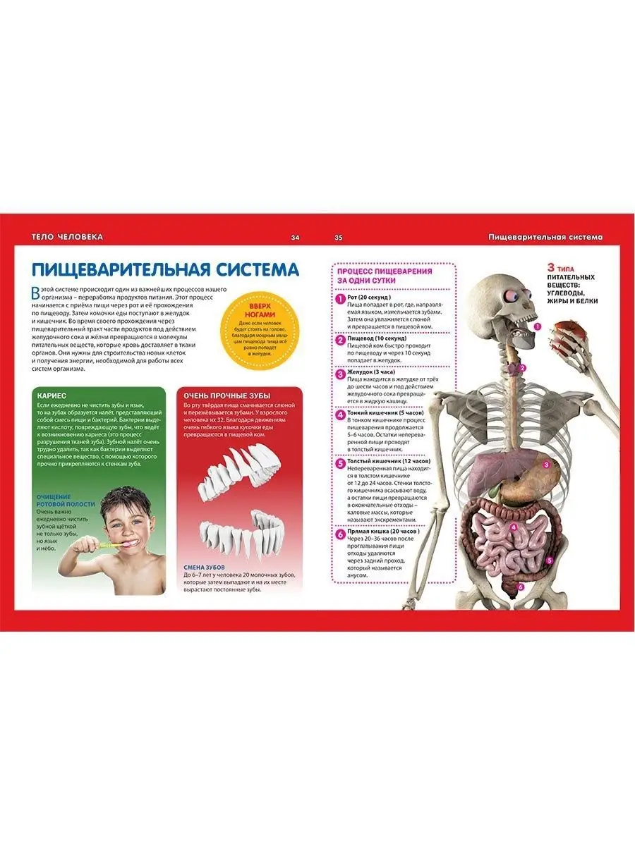 Как устроен организм человека. Детская энциклопедия Владис 6888606 купить в  интернет-магазине Wildberries