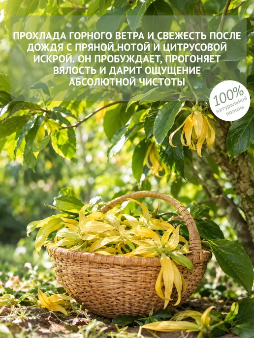 Natura Botanica Эфирное масло иланг-иланга, 10 мл, 10 мл, фото 3