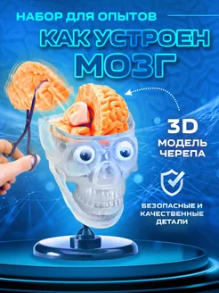 Наборы для опытов Как устроен мозг 3D модель скелета черепа Маэстро, браво! 7653337 купить за 2 913 ₽ в интернет-магазине Wildberries