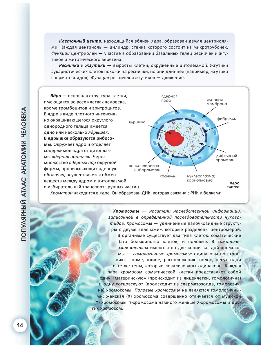 Популярный атлас анатомии человека Издательство АСТ 8414881 купить за 1 227  ₽ в интернет-магазине Wildberries