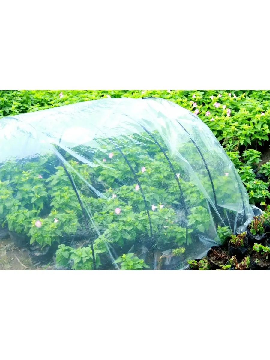 Теплица садовая для рассады 5 м Green Apple. Цвет прозрачный.