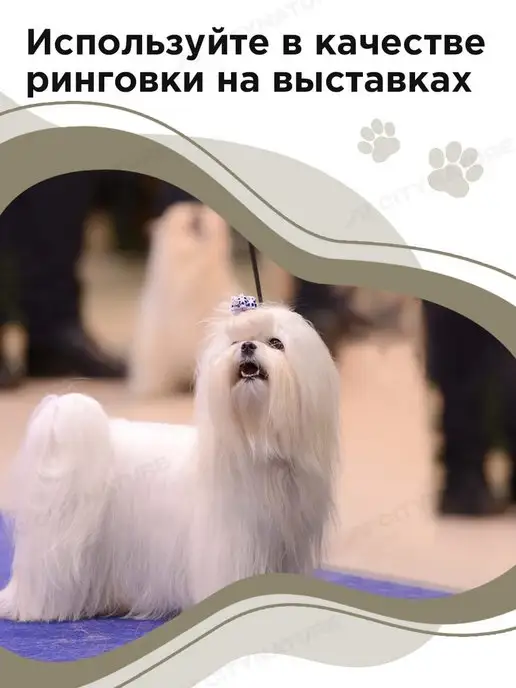 myPet Ринговка для собак поводок удавка для выставки и груминга, вариант, фото 4