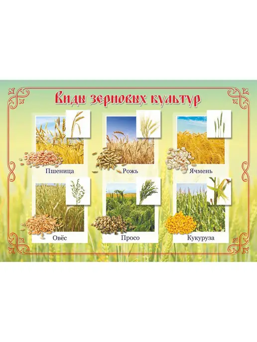 Издательство Учитель Плакаты "Хлеб - всему голова", белый, фото 3