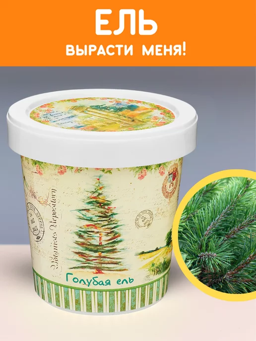 Rostokvisa Набор для выращивания растений Вырасти сам живую Ель, вариант