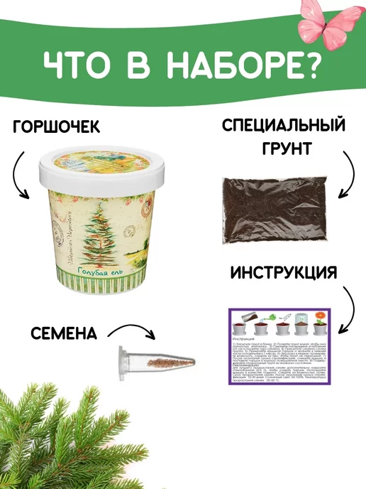 Rostokvisa Набор для выращивания растений Вырасти сам живую Ель, вариант, фото 3