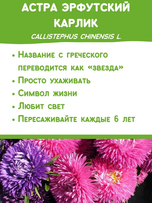 Happy Plants Набор для выращивания растений и цветов Астра, вариант, фото 3