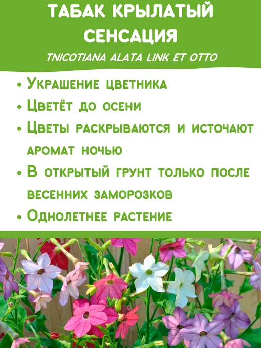 Happy Plants Набор для выращивания растений Вырасти сам цветы Табак, вариант, фото 2