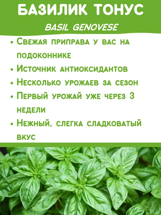 Happy Plants Набор для выращивания растений Базилик зеленый, зеленый, фото 2