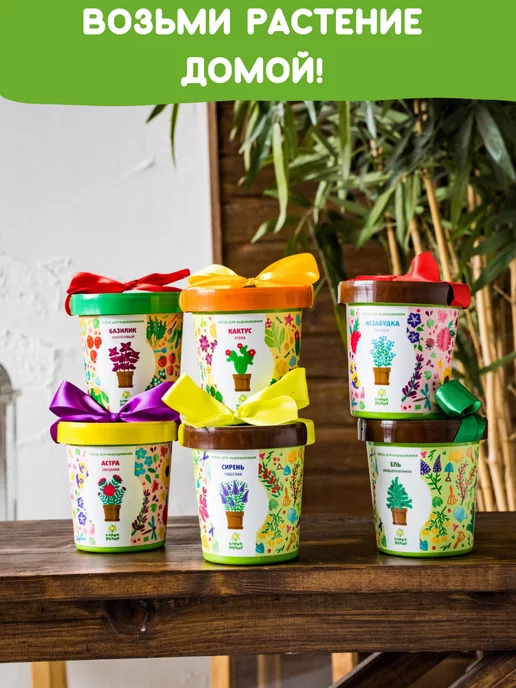 Happy Plants Набор для выращивания растений Базилик зеленый, зеленый, фото 8