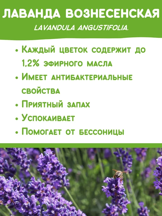 Happy Plants Набор для выращивания растений и цветов Лаванда, вариант, фото 2
