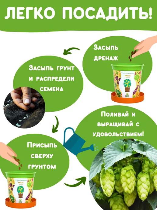 Happy Plants Набор для выращивания растений Вырасти сам цветы Хмель, вариант, фото 4