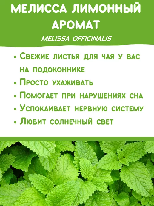 Happy Plants Набор для выращивания растений Мелисса, вариант, фото 2
