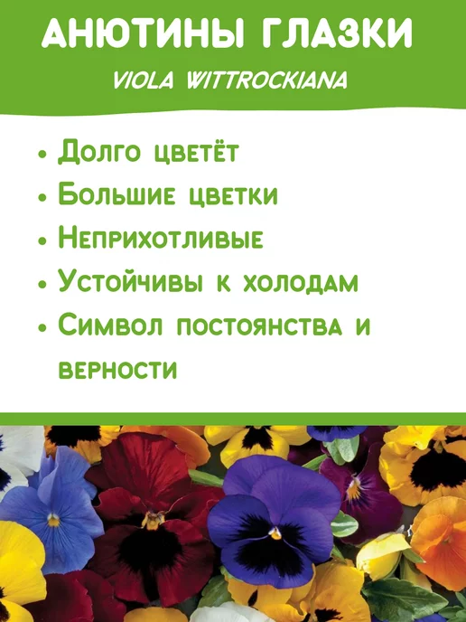 Happy Plants Набор для выращивания растений и цветов Анютины глазки, вариант, фото 2