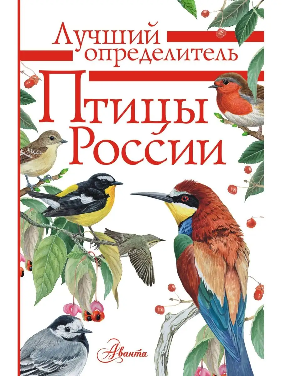 Птицы России/ Лучший определитель Издательство АСТ 9250119 купить за 424 ₽  в интернет-магазине Wildberries