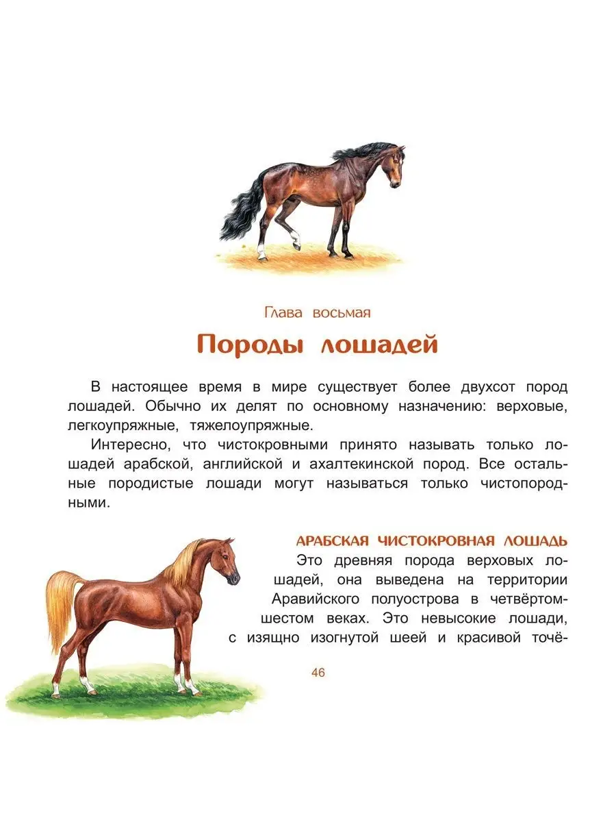 Топот лошадей звук. Майя Лазаренская: под топот копыт. Конный топот или конский топот. В звонком топоте копыт книга. От топота копыт рисунок.