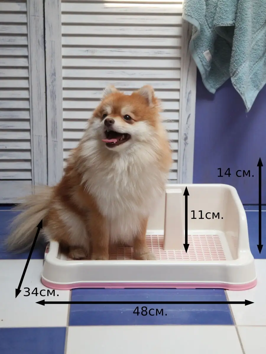 Как приучить собаку к туалету