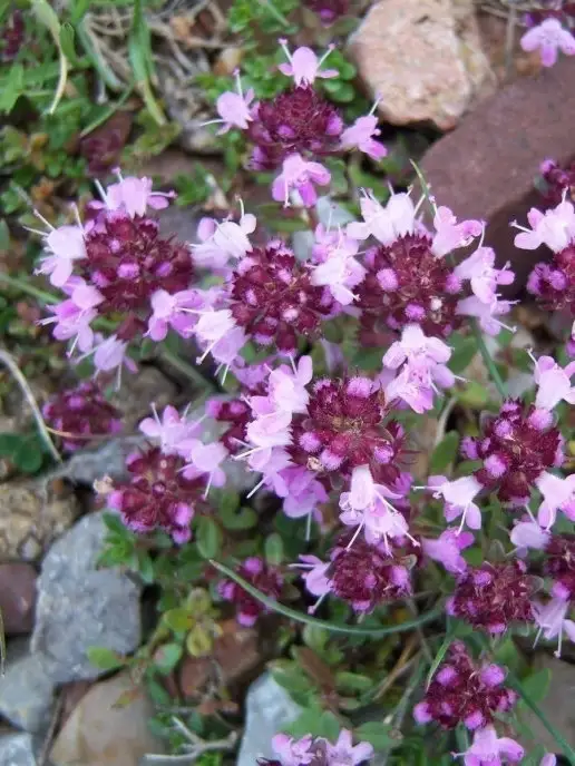 Мёд семьи Мамдеевых Чабрецовый мед, 1000 г, без сахара, 1 кг, фото 4
