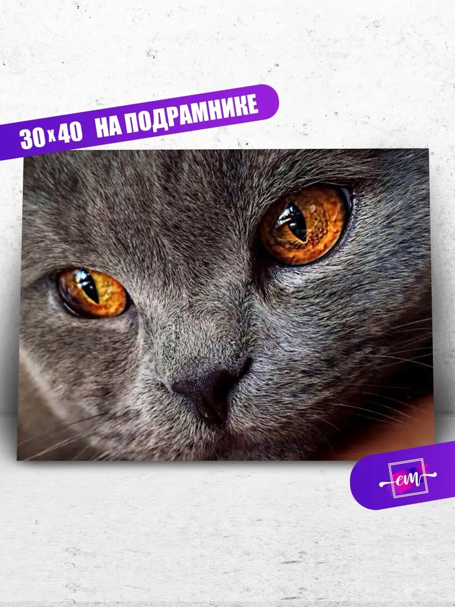 Алмазная мозаика на подрамнике 30х40 Серый кот Котик Кошка Emblem. 9854104  купить в интернет-магазине Wildberries